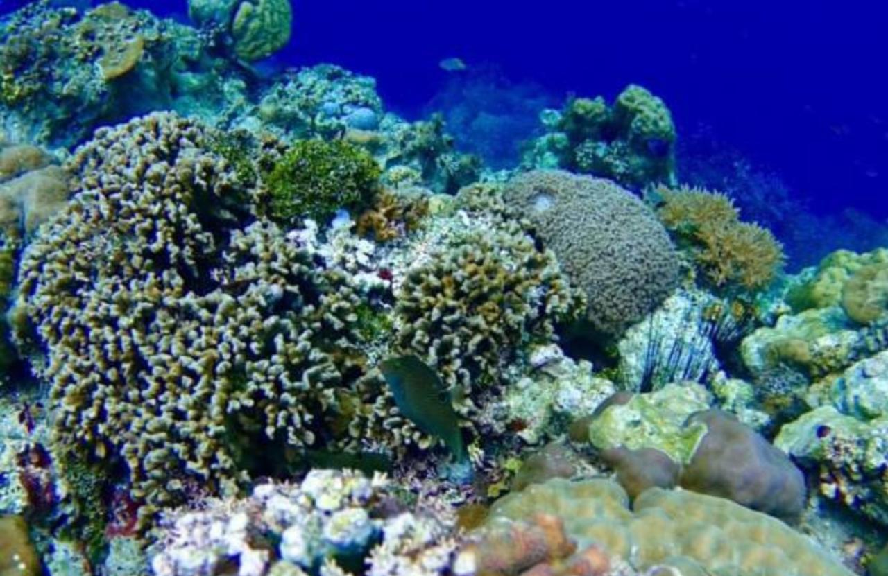 פנגלאו Molave Cove Resort מראה חיצוני תמונה